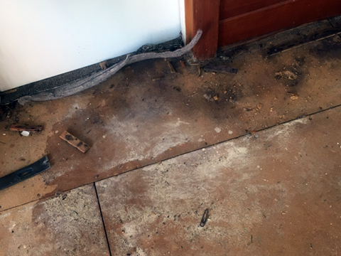 Mold & Mildew Remediation