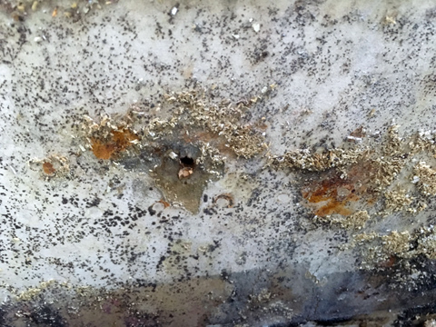 Mold & Mildew Remediation