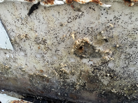 Mold & Mildew Remediation