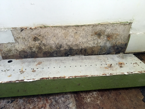 Mold & Mildew Remediation