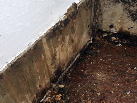 Mold & Mildew Remediation - Crawl Space Water Damage