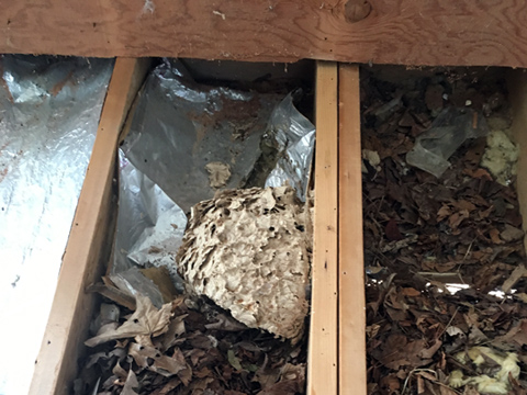 Mold & Mildew Remediation - Crawl Space Water Damage